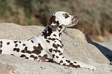 DALMATIEN 140